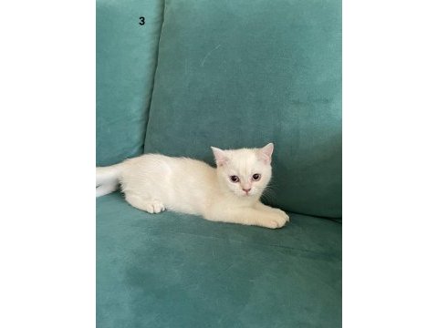 Baba full scr li blh ns11 anne lynx point bebeklerimiz