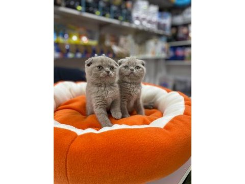 Safkan biblo güzelliğinde scottish fold