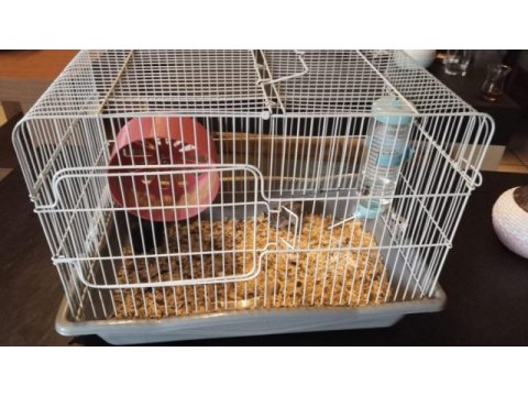 Anne ve yavru hamster