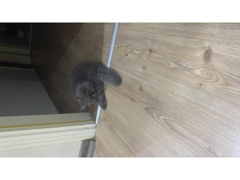 3.5 aylık erkek kedimiz