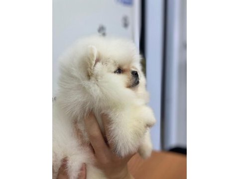 2 kilo bile olmayan bir mucize ayı surat teacup pomeranian