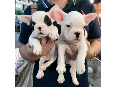French bulldog yavruları