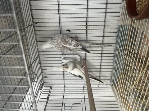 3 yaşında mecburiyetten satılık sultan papağanı takımlar