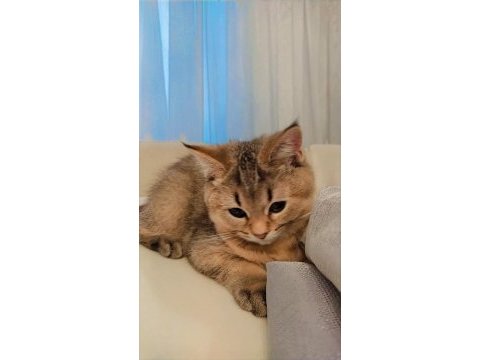 British shorthair golden de black golden yavrular