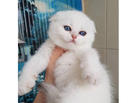 Bebek surat silver scottish fold 