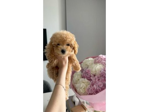 Maltipoo yavrularımız