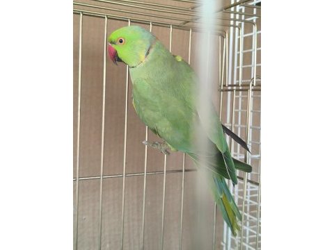 Erkek pakistan papağanı evcil değildir
