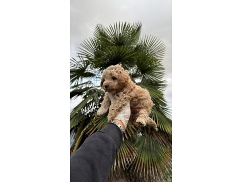 Poodle ayarında maltipoo yavrularımız 