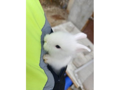 Hollanda lop tavşanı