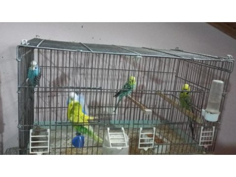 Ev üretimi eşe gelmiş genç muhabbet kuşu takımlar