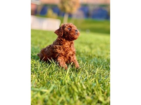 Hipoalerjanik toy poodle bebeklerim