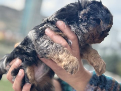 Antiallerjik tea cup morkie yavrularımız