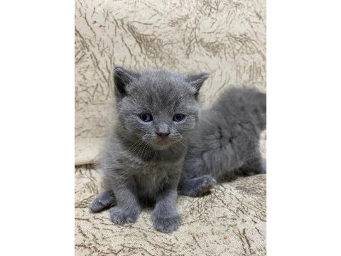 Yavru british shorthair sahiplendirilecektir