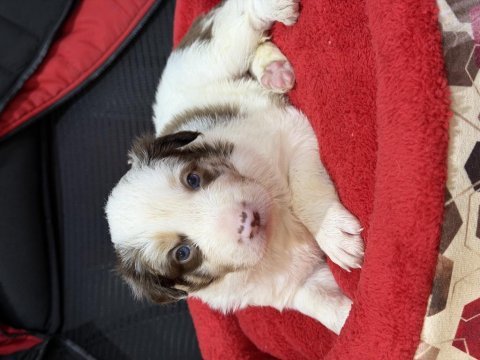 A kalite border collie