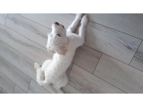 15 aylık aşıları çipi ve karnesi mevcut