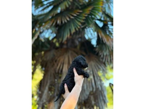 Siyah toy poodle