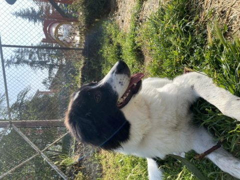 Oyun ve sevgi delisi köpeğimiz mays