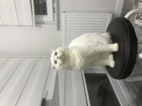 Güzel scottish fold kızımıza yuva arıyoruz
