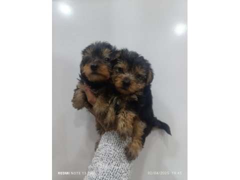 Yorkshire terrier bebeklerimiz 45 günlük