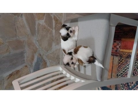 Üst kalite shih tzu kahve beyaz yavrular
