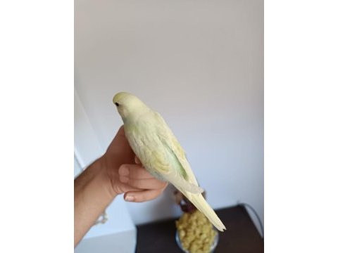 Ele alıştırmalık yeni sahibini bekleyen 3 kardeş yavru
