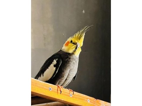 İki çift sultan papağanı 1,5 yaşında