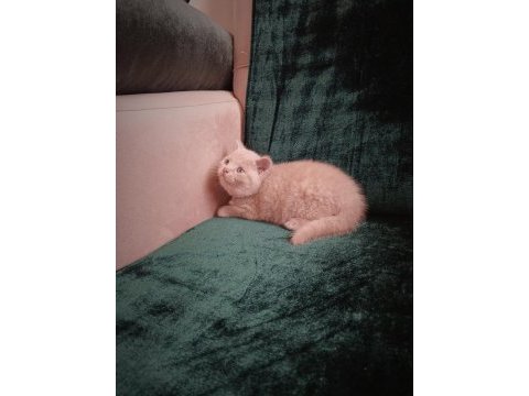 Safkan fawn british shorthair dişi
