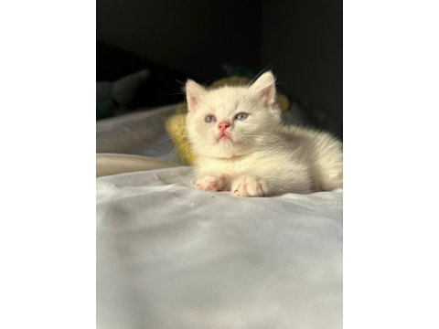 British longhair ve shorthair