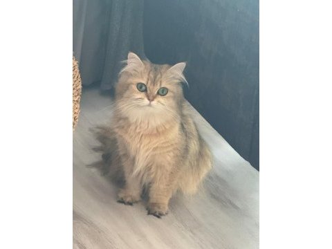 Ücretsiz sahiplendirme kedimiz