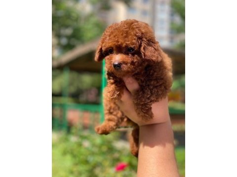 Kuyruksuz kore toy poodle yavrumuz