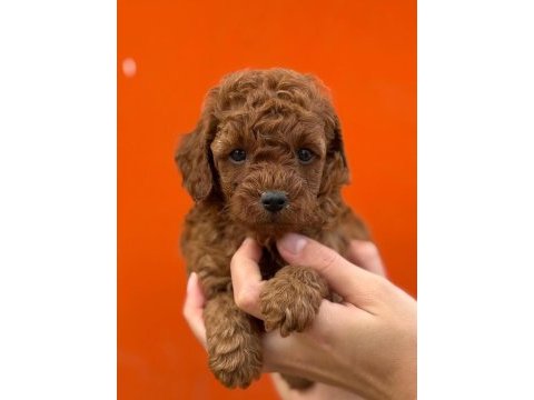 Poodle bebekler