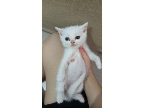 British shorthair bebekler