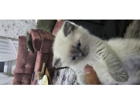 2 aylık cins kediler satılıktır blue point oyuncu kedisi