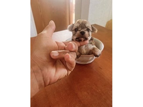 Muhteşem morkie bebeklerimiz