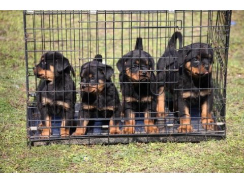 Secereli şampiyon rottweiler yavruları