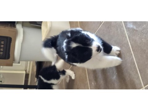 Muhteşem border collie yavrular