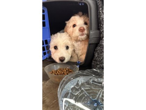 Köpeğimiz sahiplendirilmeyi bekliyor