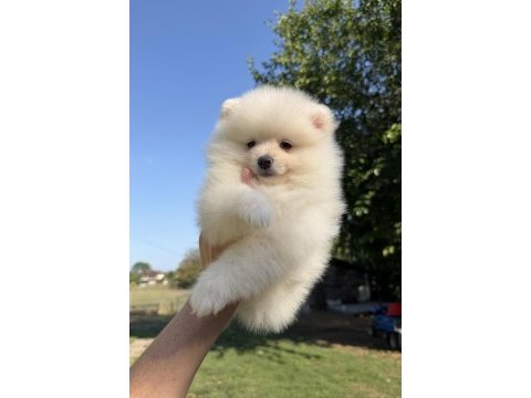 Pomeranian boo dişi karbeyaz
