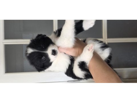 Çok özel border collie yavrular