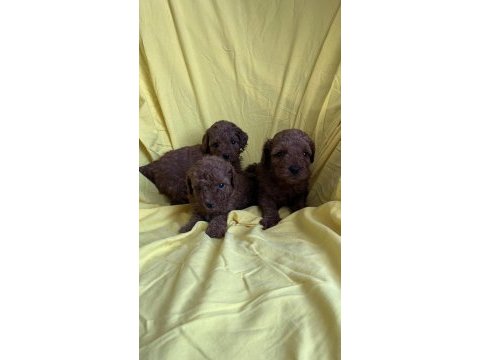 Toy poodle yavrularım yeni yuvasına hazır