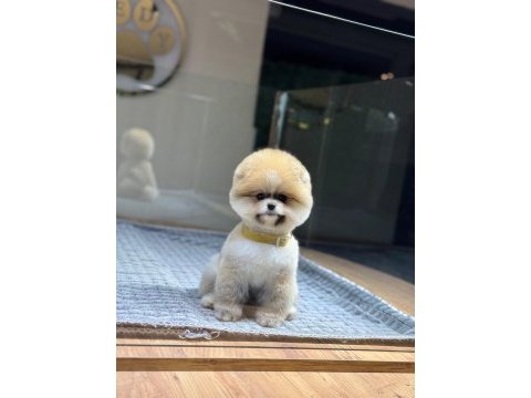 Sağlık ve ırk garantili pomeranian