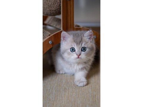En güzel renkte blue golden british shorthair