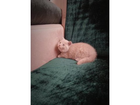 Safkan british shorthair cinnamon ve fawn