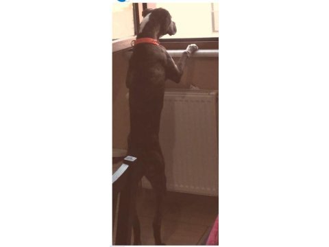 10 aylık boxer