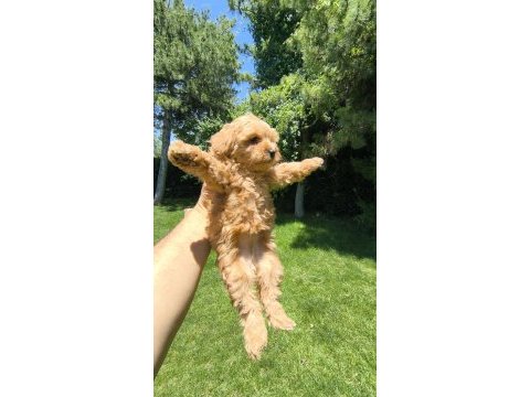 Maltipoo yavrular