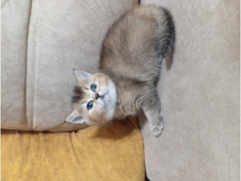 British shorthair gold