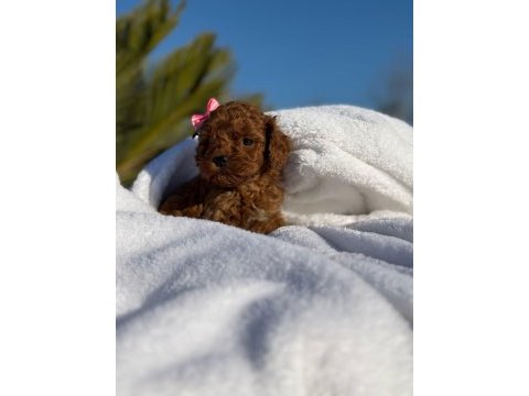 A kalite toy poodle bebeklerim