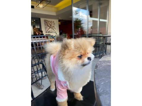 0 boy a kalite pomeranian boo sahibinden