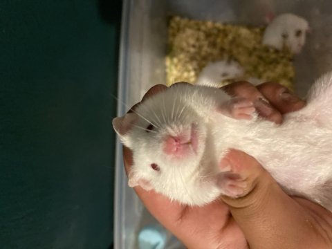 Syrian hamster beyaz kırmızı
