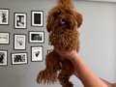 Aşılı ped eğitimli koyu kusursuz toy poodle dişi